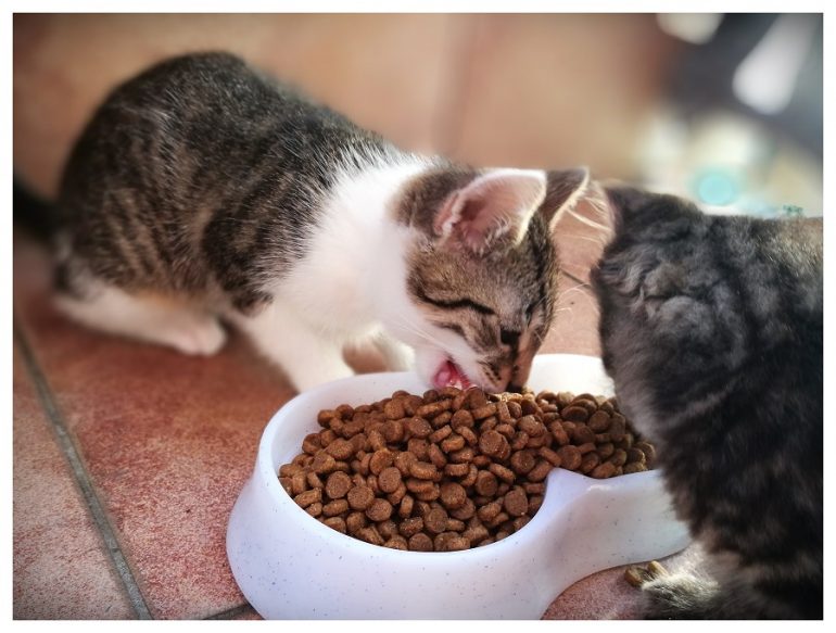 Czym karmić małe kotki
